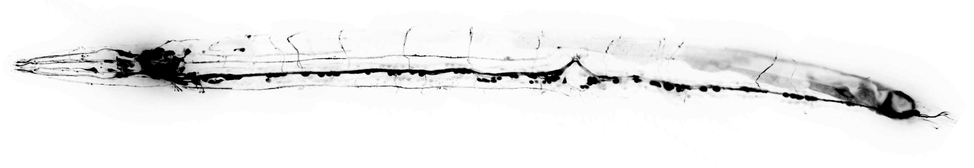 C-elegans cholinergic neurons LX929