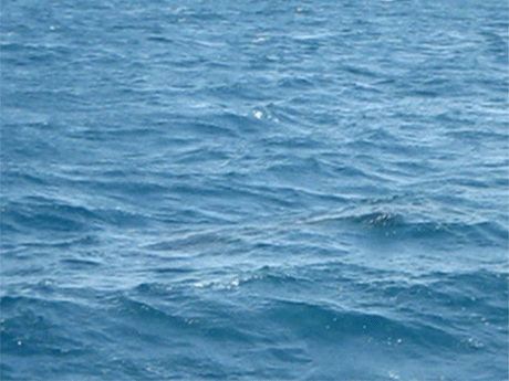 Drei Spinnerdelfine schwimmen in Formation.