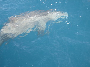 Delfin knapp unter der Wasseroberfläche von oben.