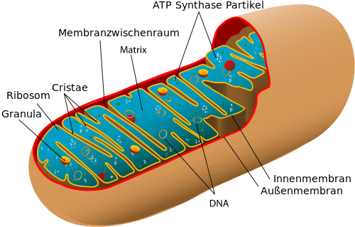 Schematischer Aufbau eines Mitochondriums Mitochondrien - Schema